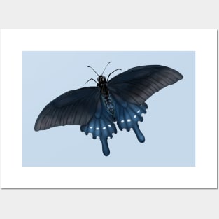 blue pipevine swallowtail butterfly Posters and Art